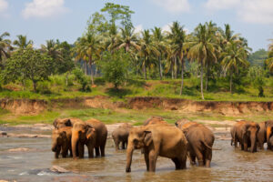 14 Nights All-Inclusive Sri Lanka in 4* Beach Hotel