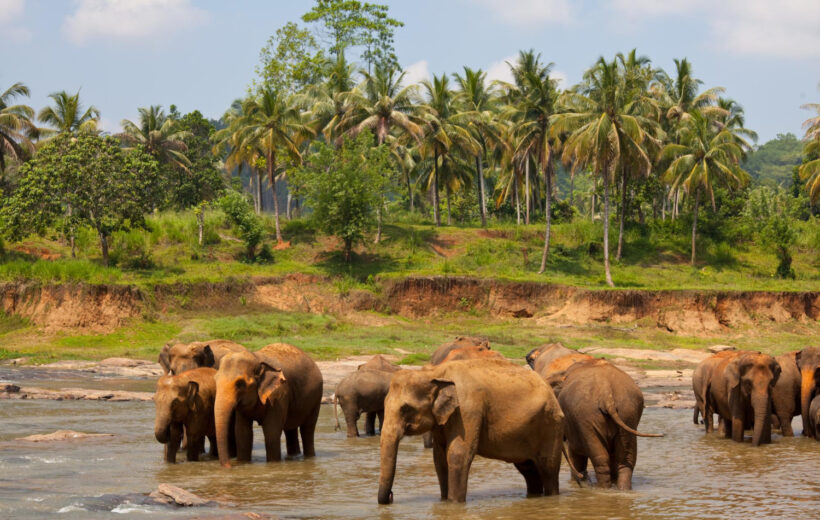 14 Nights All-Inclusive Sri Lanka in 4* Beach Hotel