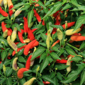 Matale-Spice-Garden