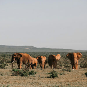 Minneriya-National-Park-Game-Drive-1